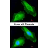 Immunofluorescence - DDX3Y antibody from Signalway Antibody (22003) - Antibodies.com