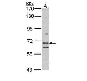 EXOC7 antibody from Signalway Antibody (22034) - Antibodies.com