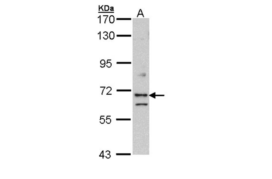 EXOC7 antibody from Signalway Antibody (22034) - Antibodies.com