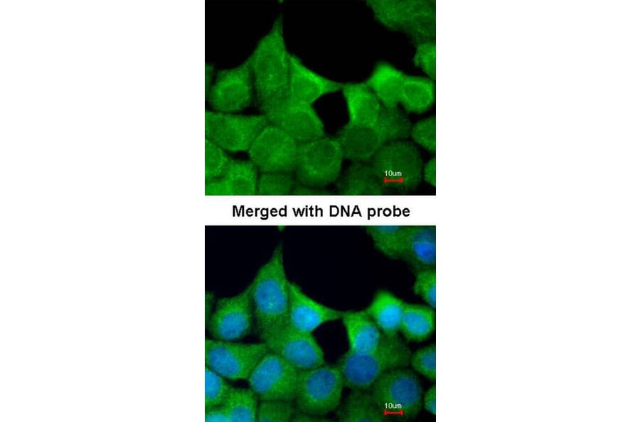 Immunofluorescence - EXOC7 antibody from Signalway Antibody (22034) - Antibodies.com
