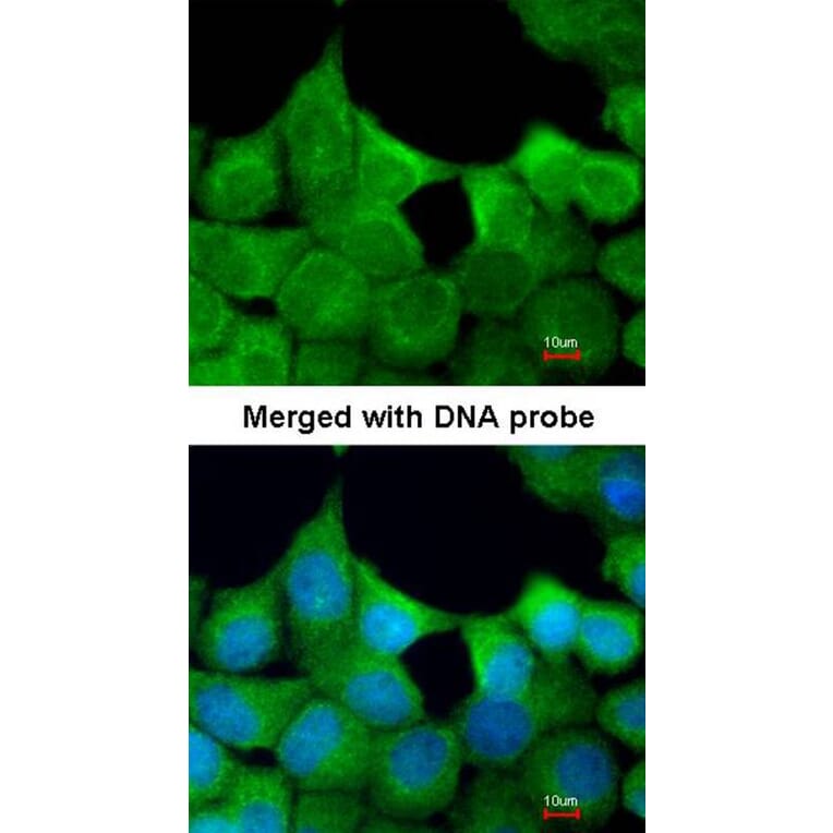 Immunofluorescence - EXOC7 antibody from Signalway Antibody (22034) - Antibodies.com
