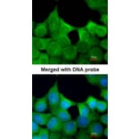 Immunofluorescence - EXOC7 antibody from Signalway Antibody (22034) - Antibodies.com
