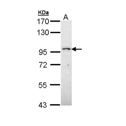 PRP4K antibody from Signalway Antibody (22050) - Antibodies.com