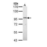 PRP4K antibody from Signalway Antibody (22050) - Antibodies.com