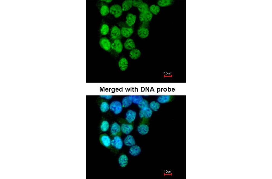 Immunofluorescence - PRP4K antibody from Signalway Antibody (22050) - Antibodies.com