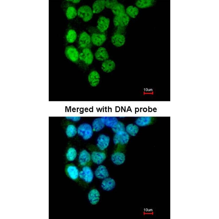 Immunofluorescence - PRP4K antibody from Signalway Antibody (22050) - Antibodies.com