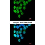 Immunofluorescence - PRP4K antibody from Signalway Antibody (22050) - Antibodies.com