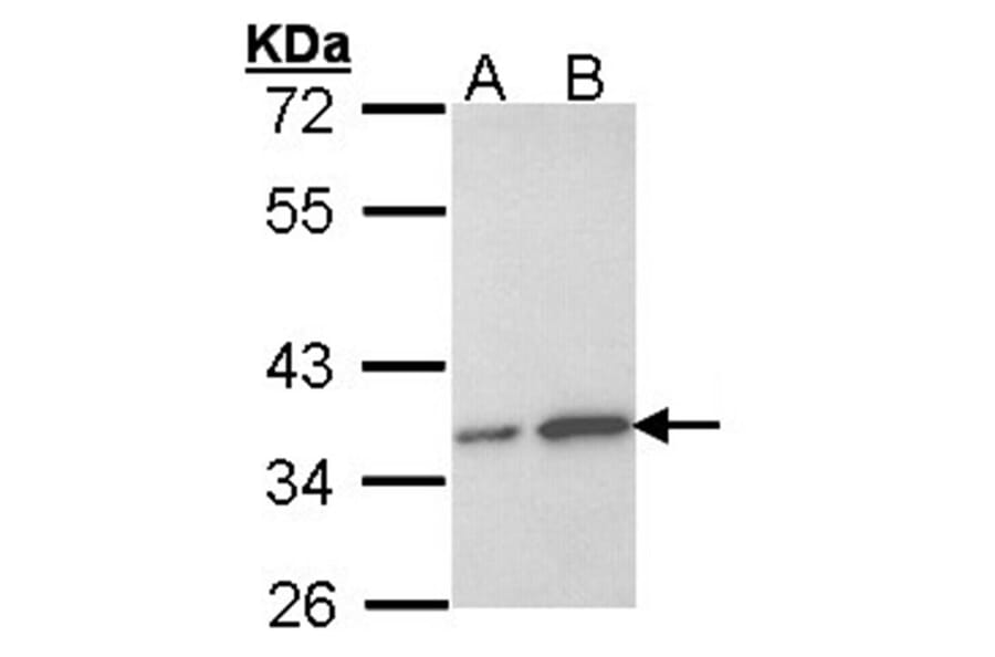 OTUB1 antibody from Signalway Antibody (22056) - Antibodies.com