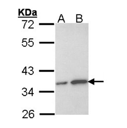 OTUB1 antibody from Signalway Antibody (22056) - Antibodies.com