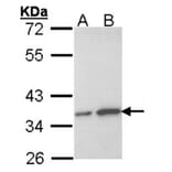 OTUB1 antibody from Signalway Antibody (22056) - Antibodies.com