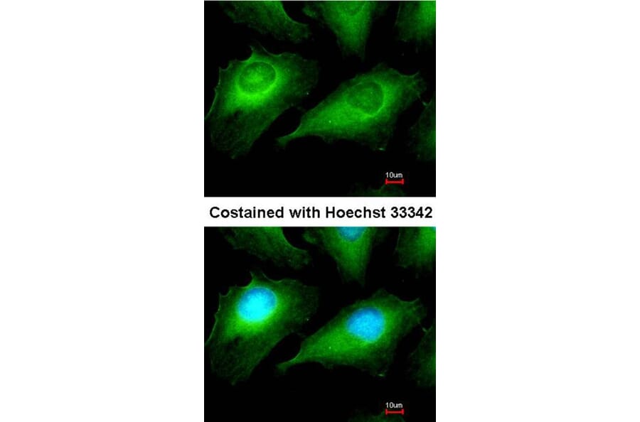 Immunofluorescence - OTUB1 antibody from Signalway Antibody (22056) - Antibodies.com