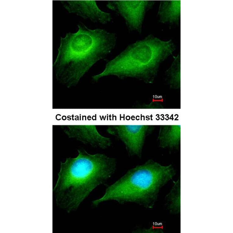 Immunofluorescence - OTUB1 antibody from Signalway Antibody (22056) - Antibodies.com