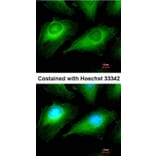 Immunofluorescence - OTUB1 antibody from Signalway Antibody (22056) - Antibodies.com