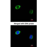 Immunofluorescence - RAB2B antibody from Signalway Antibody (22077) - Antibodies.com