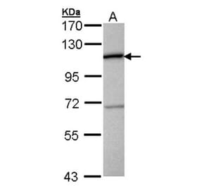 CTBP2 antibody from Signalway Antibody (22082) - Antibodies.com