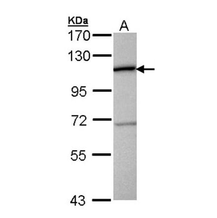CTBP2 antibody from Signalway Antibody (22082) - Antibodies.com