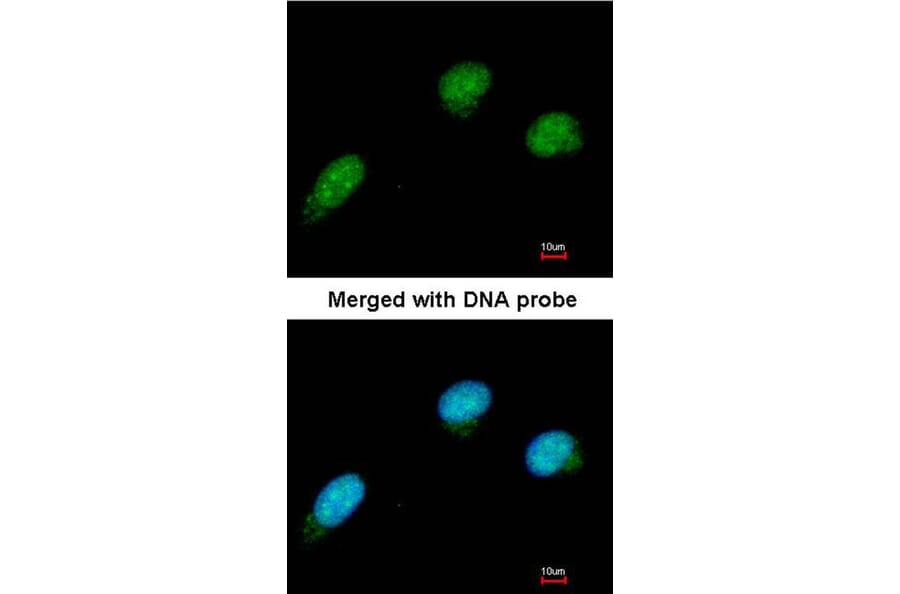 Immunofluorescence - CTBP2 antibody from Signalway Antibody (22082) - Antibodies.com