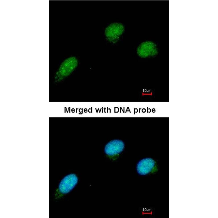 Immunofluorescence - CTBP2 antibody from Signalway Antibody (22082) - Antibodies.com