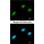 Immunofluorescence - CTBP2 antibody from Signalway Antibody (22082) - Antibodies.com