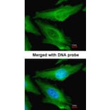 Immunofluorescence - TUBB1 antibody from Signalway Antibody (22114) - Antibodies.com