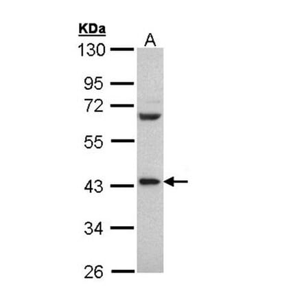 PCBP2 antibody from Signalway Antibody (22117) - Antibodies.com