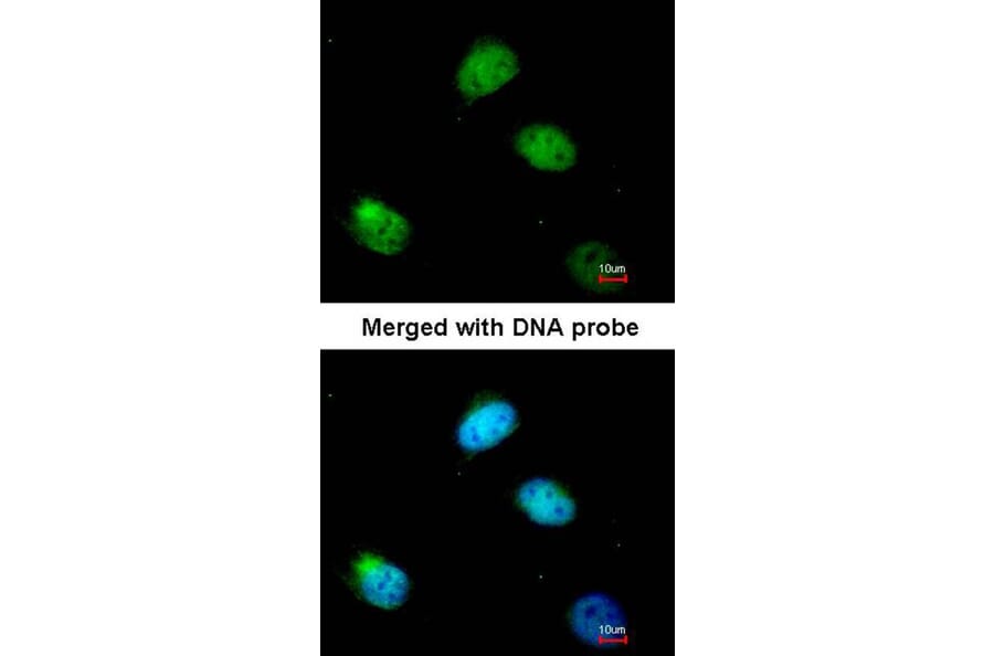 Immunofluorescence - PCBP2 antibody from Signalway Antibody (22117) - Antibodies.com