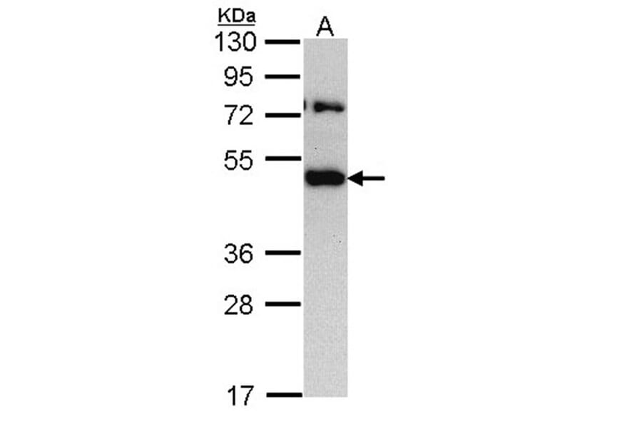 TRAM1 antibody from Signalway Antibody (22159) - Antibodies.com
