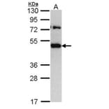 TRAM1 antibody from Signalway Antibody (22159) - Antibodies.com