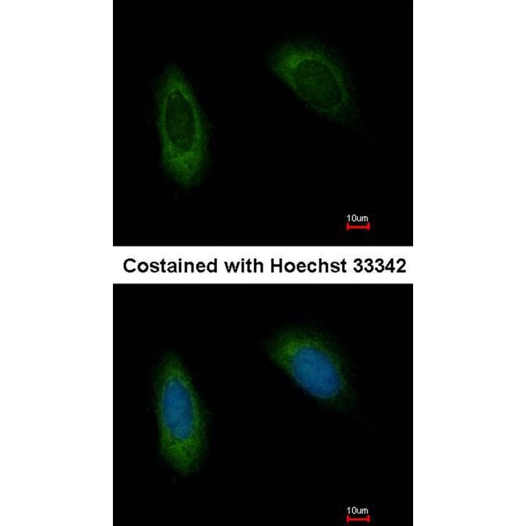 Immunofluorescence - TRAM1 antibody from Signalway Antibody (22159) - Antibodies.com