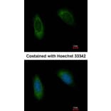 Immunofluorescence - TRAM1 antibody from Signalway Antibody (22159) - Antibodies.com