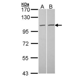 GCP2 antibody from Signalway Antibody (22204) - Antibodies.com