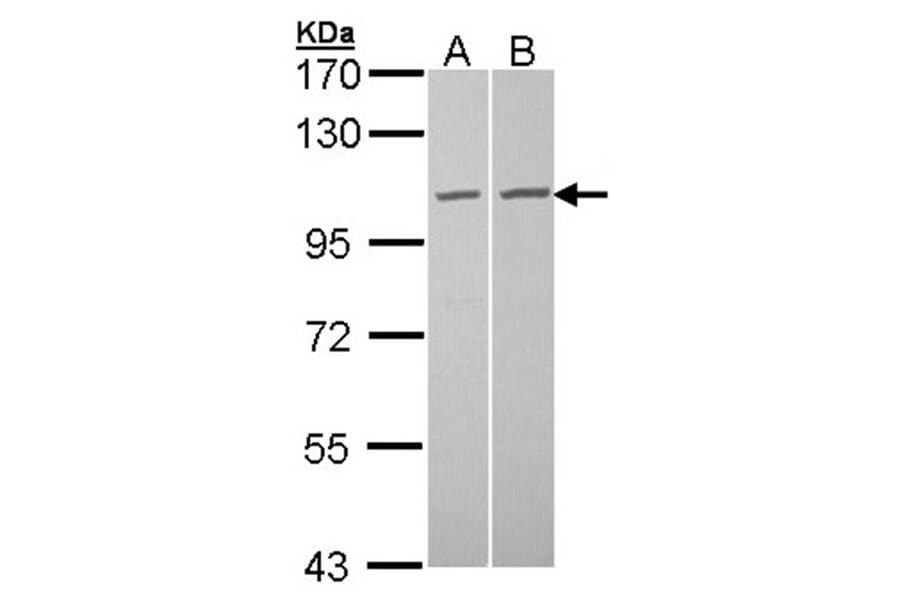 GCP2 antibody from Signalway Antibody (22204) - Antibodies.com