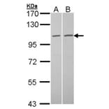 GCP2 antibody from Signalway Antibody (22204) - Antibodies.com