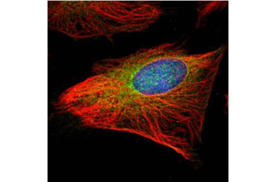 GCP2 antibody from Signalway Antibody (22204) - Antibodies.com