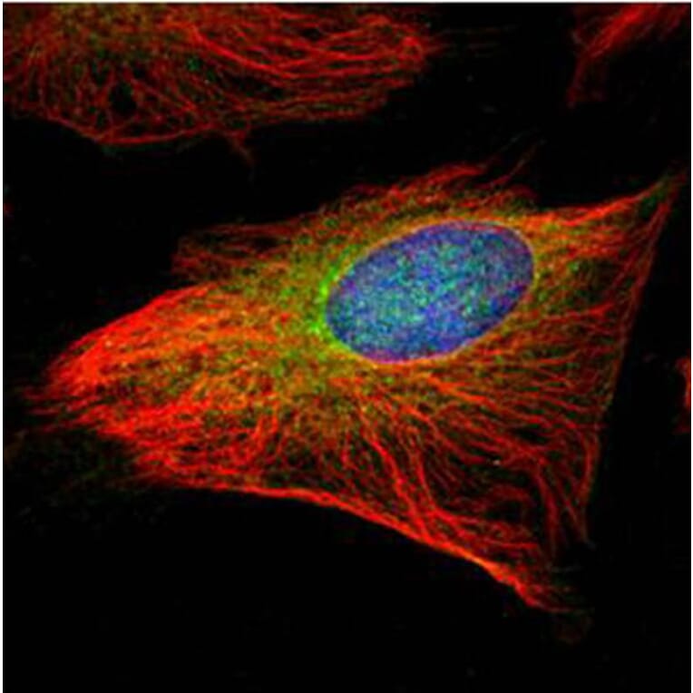 GCP2 antibody from Signalway Antibody (22204) - Antibodies.com