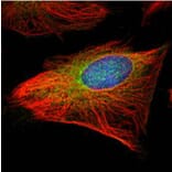 GCP2 antibody from Signalway Antibody (22204) - Antibodies.com