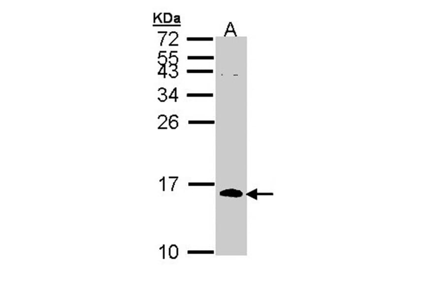 CDC26 antibody from Signalway Antibody (22216) - Antibodies.com