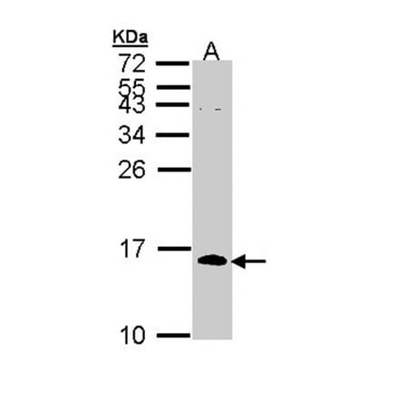CDC26 antibody from Signalway Antibody (22216) - Antibodies.com