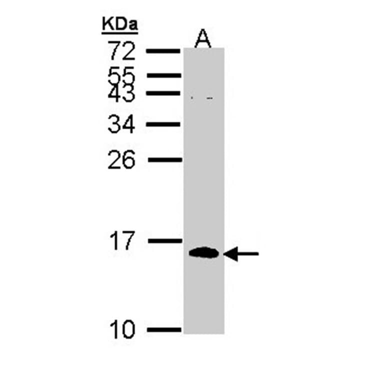 CDC26 antibody from Signalway Antibody (22216) - Antibodies.com