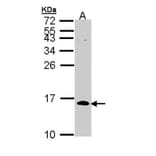 CDC26 antibody from Signalway Antibody (22216) - Antibodies.com