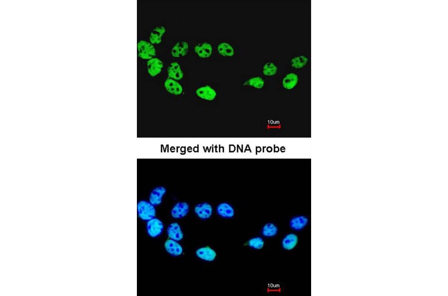 Immunofluorescence - CDC26 antibody from Signalway Antibody (22216) - Antibodies.com