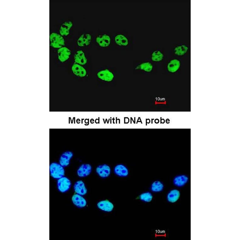 Immunofluorescence - CDC26 antibody from Signalway Antibody (22216) - Antibodies.com
