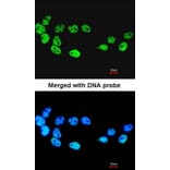Immunofluorescence - CDC26 antibody from Signalway Antibody (22216) - Antibodies.com