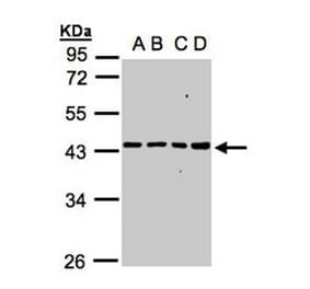 MRPS5 antibody from Signalway Antibody (22298) - Antibodies.com