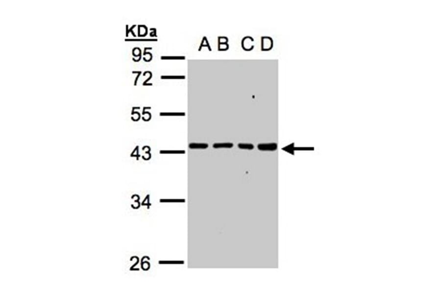 MRPS5 antibody from Signalway Antibody (22298) - Antibodies.com