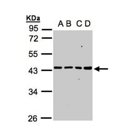 MRPS5 antibody from Signalway Antibody (22298) - Antibodies.com