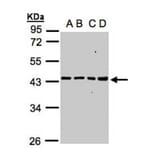 MRPS5 antibody from Signalway Antibody (22298) - Antibodies.com