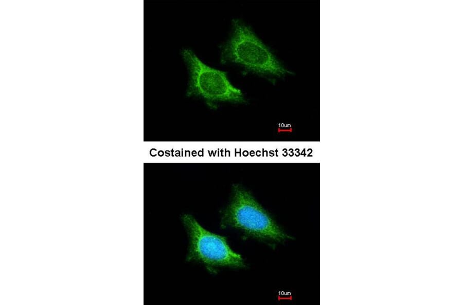Immunofluorescence - MRPS5 antibody from Signalway Antibody (22298) - Antibodies.com