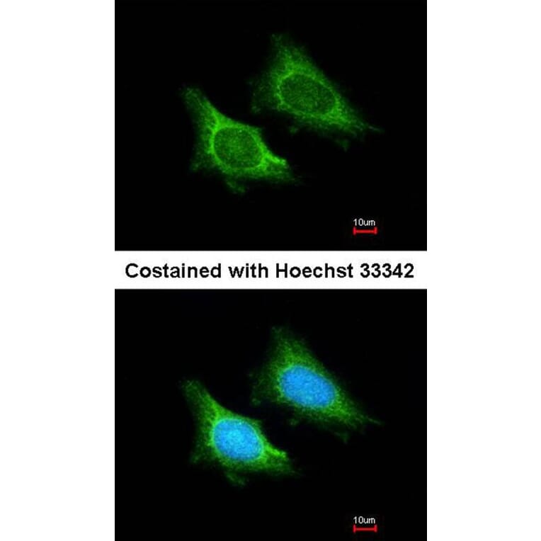 Immunofluorescence - MRPS5 antibody from Signalway Antibody (22298) - Antibodies.com