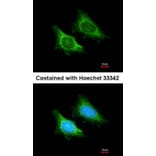 Immunofluorescence - MRPS5 antibody from Signalway Antibody (22298) - Antibodies.com